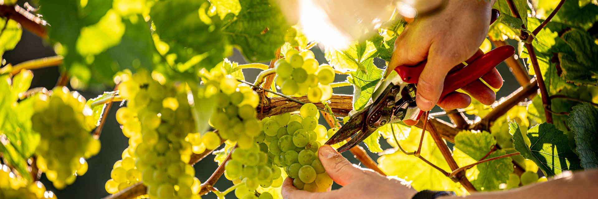 Eine Person schneidet mit einer Schere grüne Trauben von einem Weinstock im Sonnenschein, Trautwein alkoholfrei.
