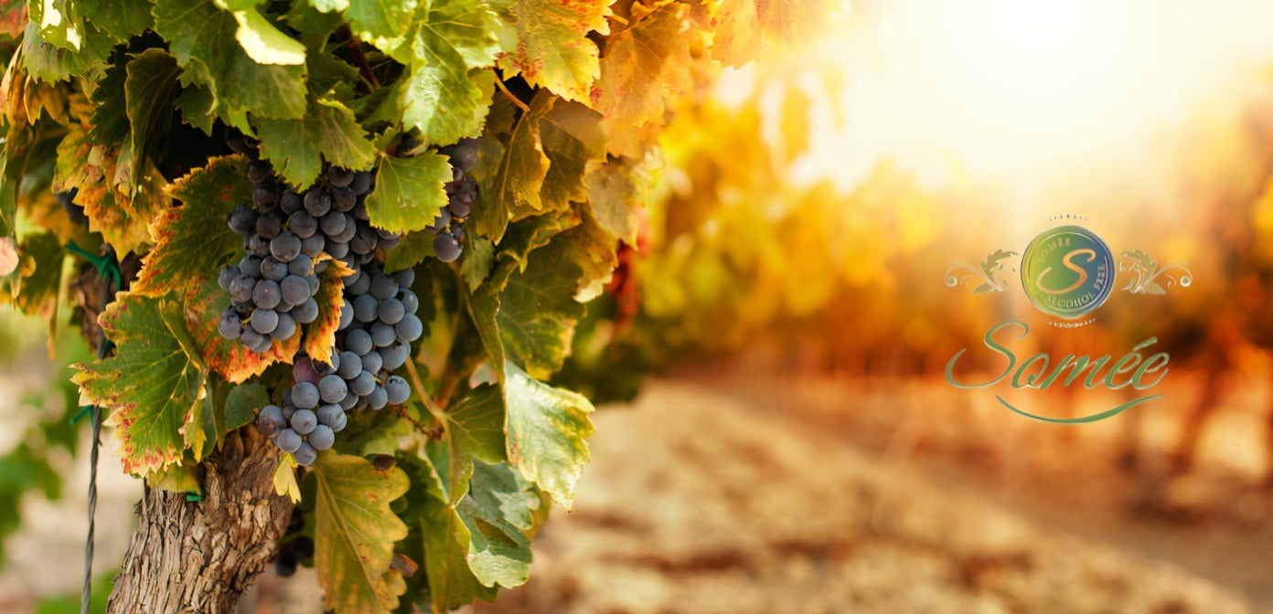 Weinstock mit reifen Trauben im sonnigen Weinberg, rechts das Somée-Logo