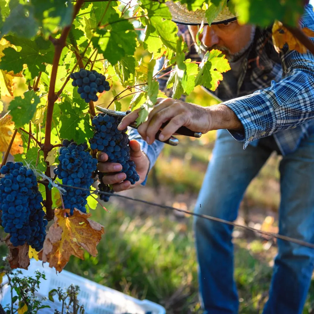 Winzer im Weinberg prüft die Reife der Trauben, die später zu alkoholfreiem Wein verarbeitet werden