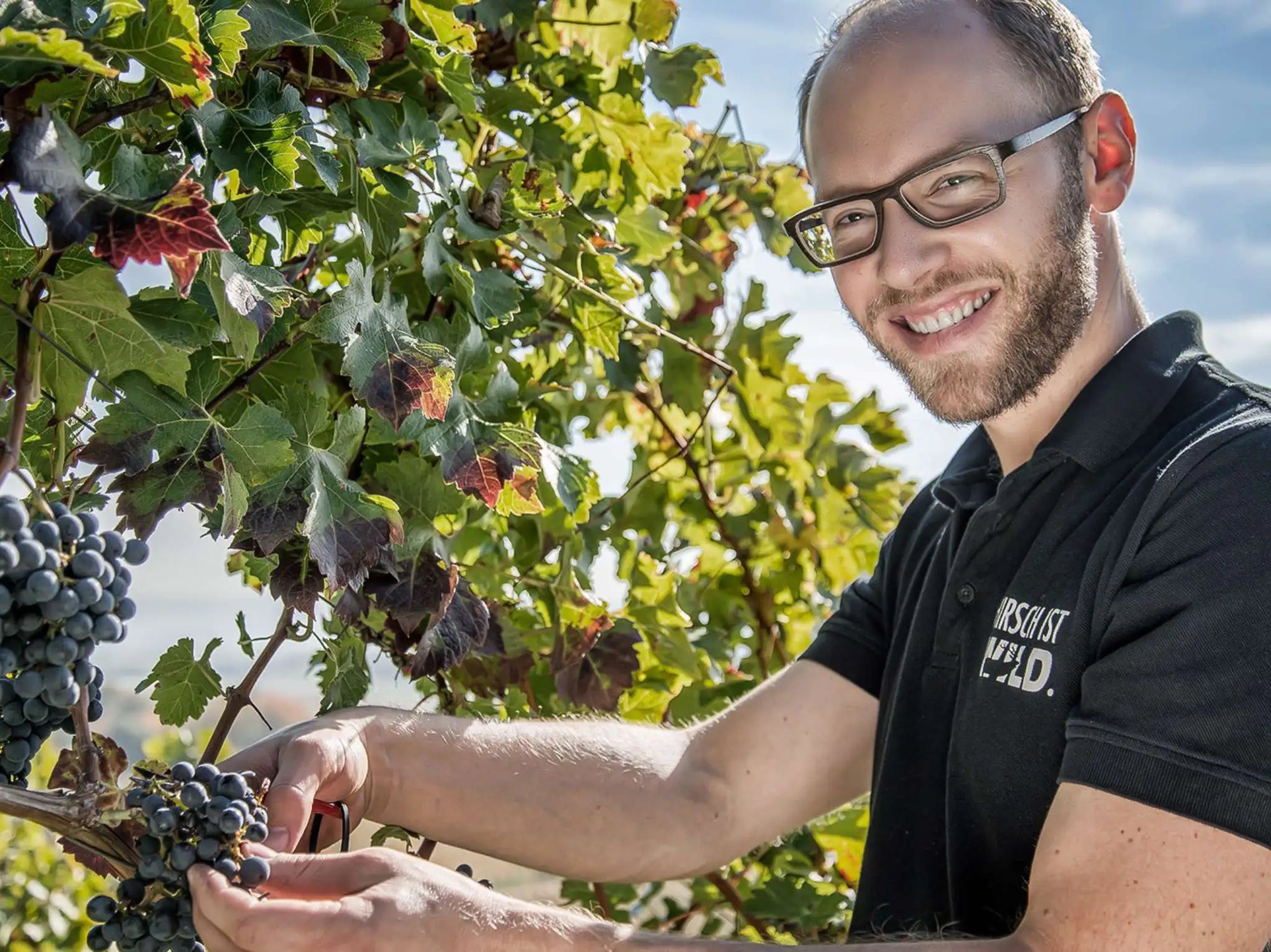 Christian Hirsch im Weinberg in Württemberg bei der Weinlese