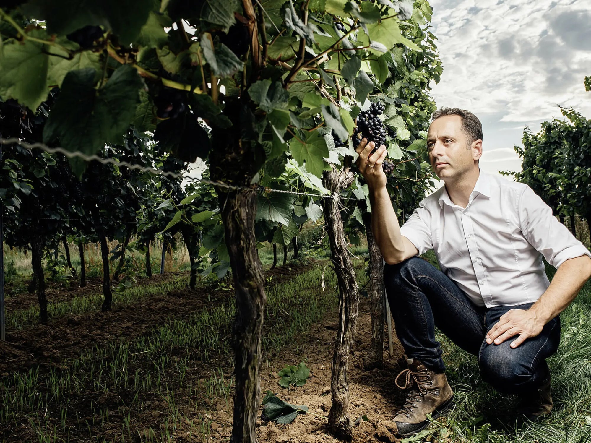 PJ Valckenberg im Weinberg
