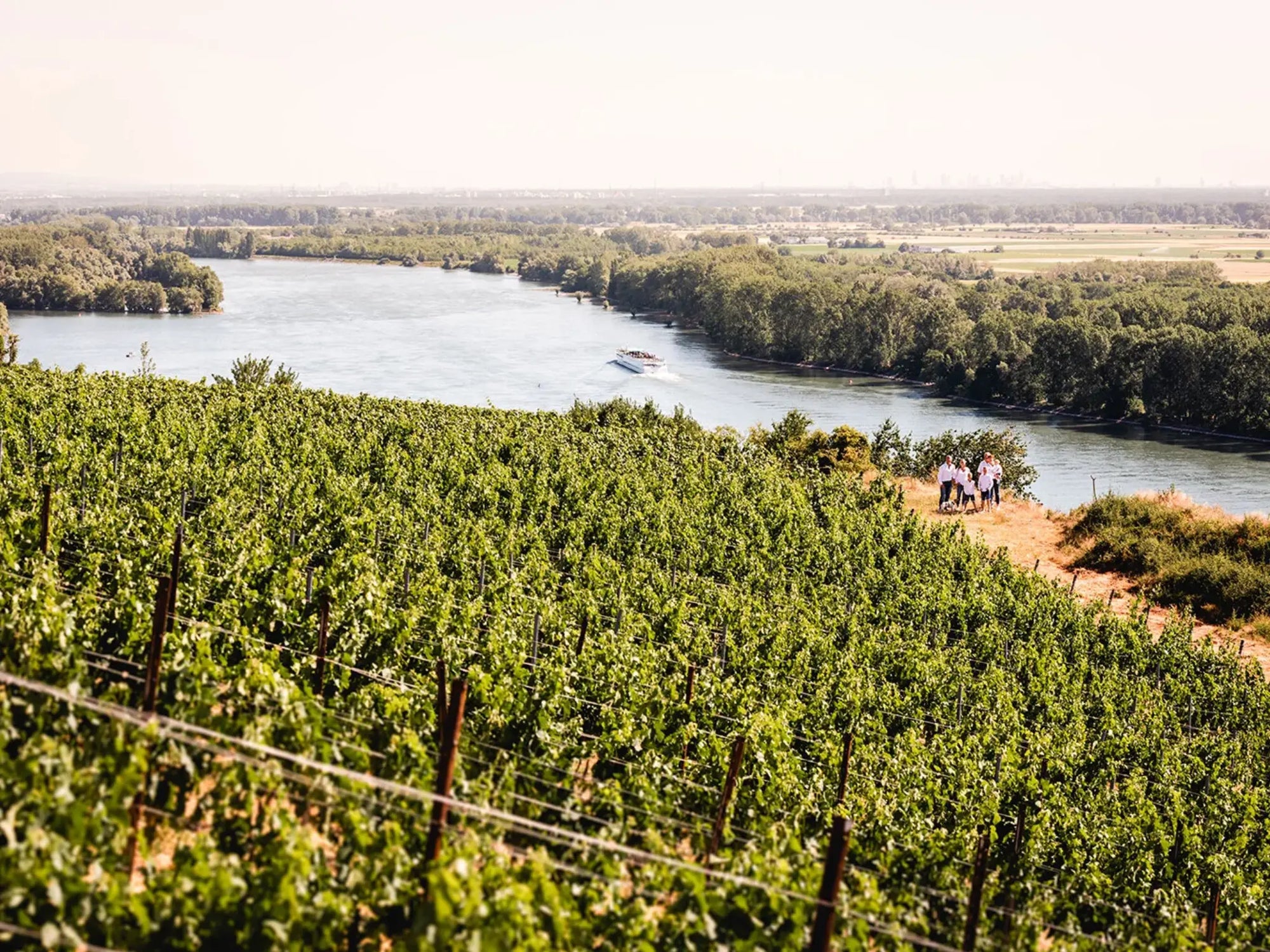 Seebrich Weinberge am Fluß