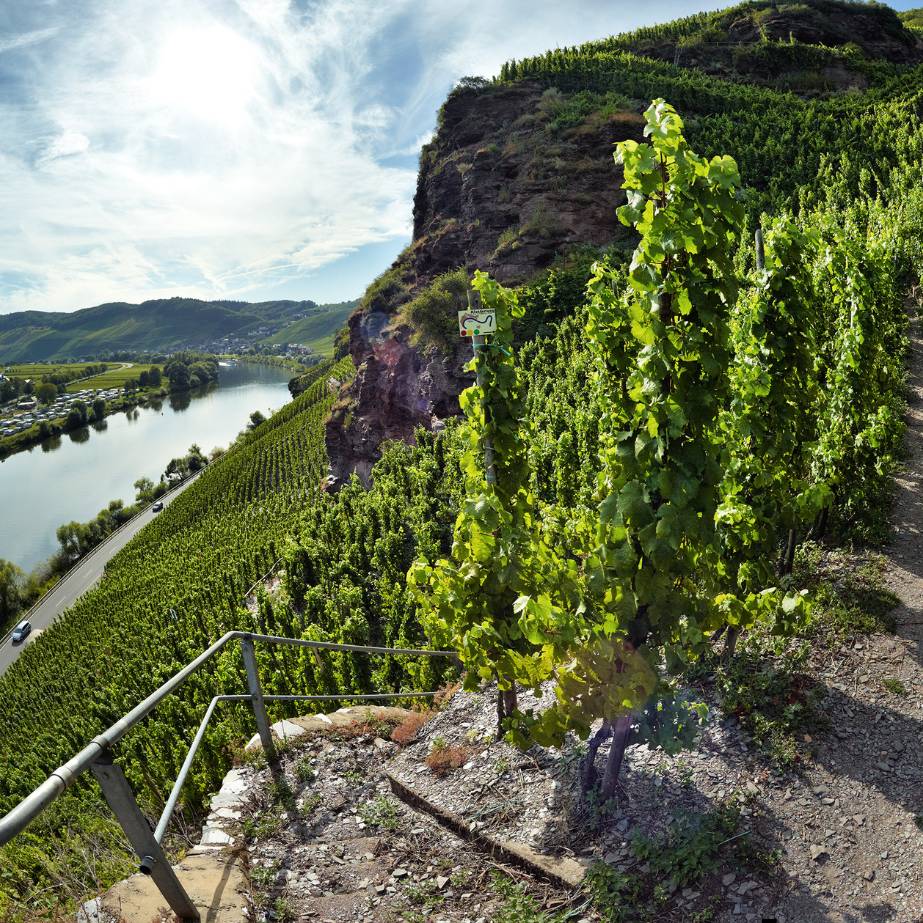 Steillagen-Weinberge des Weinguts Schmitges an der Mosel – geprägt von Schiefer, Sonne und Handarbeit